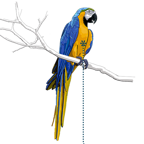 Papagei - Horizonte Magzin - Illustration