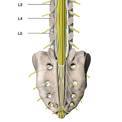Nerven Wirbelsäule - Illustration